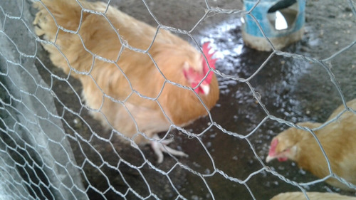 Vendo Gallo Orpingthon