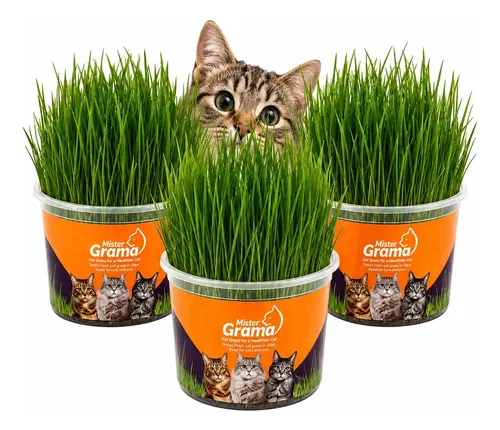 Graminha Gatos Mister Auxilia Na Digestão E Bola De Pelo 3un