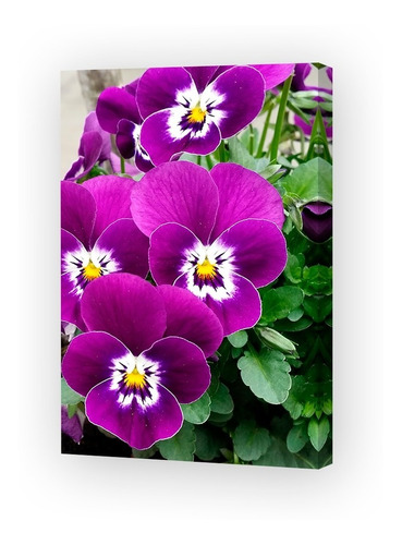 Cuadro 20x30cm Flores Violeta Purpura Color Jardin Vida M9