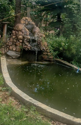 Chácara Com Casa, Piscina E Pomar Produzindo.