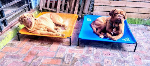 Catre Para Mascotas ( Gigante)