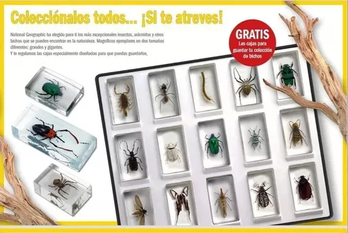 Tendero fantasma Enviar Coleccion Insectos | MercadoLibre 📦