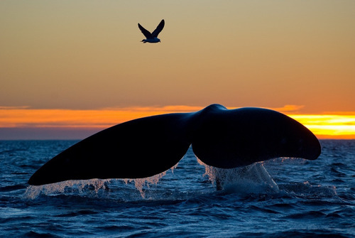 Cola De Ballena Atardecer Cuadro Canvas En Bastidor 60x90cm