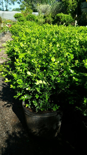 Imagen 5 de 9 de Cerco Buxus Sempervirens Bocha 10lts