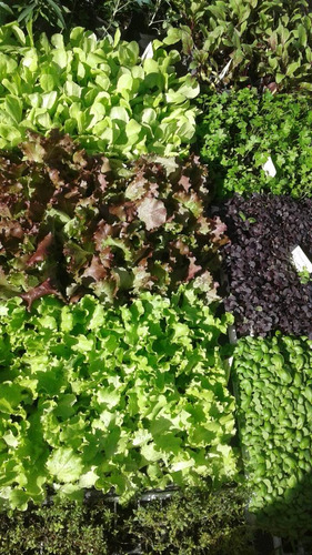 Imagen 6 de 6 de Plantines Para Huerta Por Docena