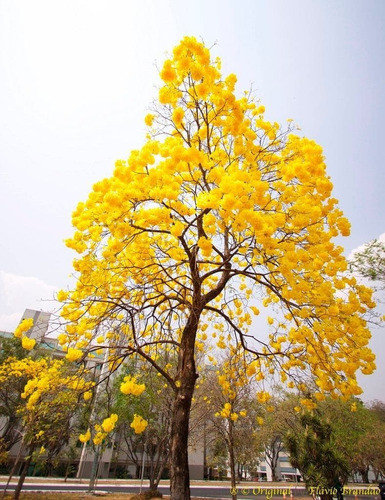 Arbol De Guayacan ( Guaiacum Officinale )