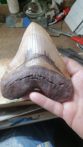 Diente De Megalodon Fabricado Con Resina De Alta Calidad.