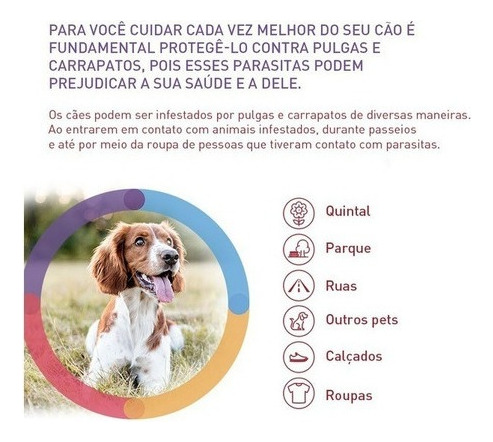 Bravecto P/ Cães De 10 A 20kg Verde