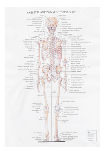 Póster Muscular Humano Para Decoración De Oficina, Pintura M