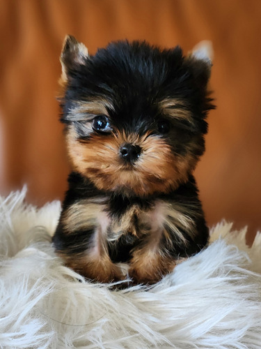 Yorkshire Terrier Teacups Dollface Con Pedigree