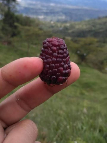 Ganga Finca En Silvania, Motivo Viaje!