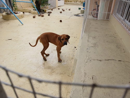 Cachorro Fila Bracilero