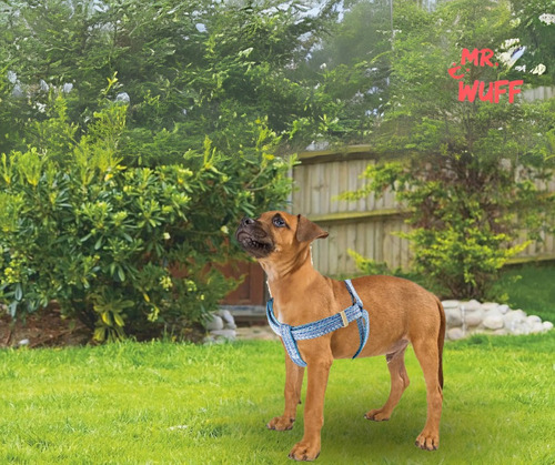 Pechera Arnes De Seguridad Para Perros Resistente Mr Wuff Rosa S