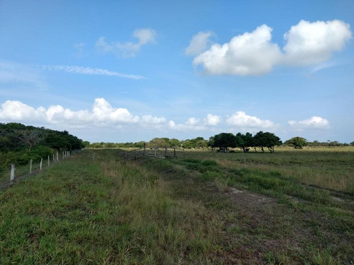 Venta Rancho 100 Hectáreas Sacrificios Tamiahua Veracruz