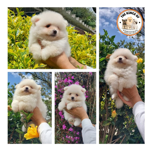 Hermoso Pomerania Lulu