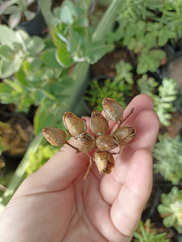 Semillas De Tabaco Orgánico. 