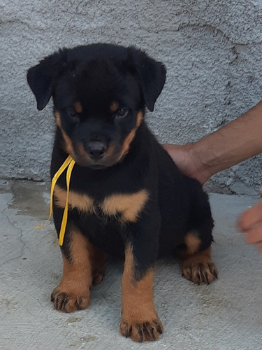 Filhotes De Rottweiler Com Pedigree Entrega Grátis*