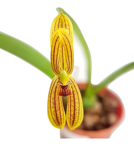 Orquídea Mormolyca Ringens Planta Adulta Mini Flor