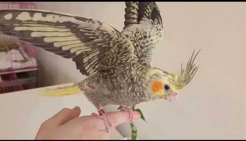 Calopsita Mansa Pet Com Garantia De Saude