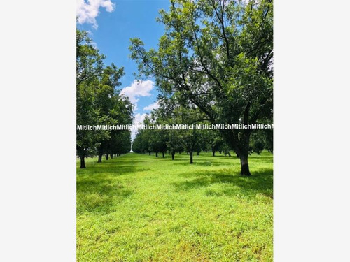 Imagen 2 de 12 de Rancho En Venta Ciudad Camargo Centro