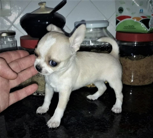  Chihuahua Mini Hembra  Excelente  Calidad 