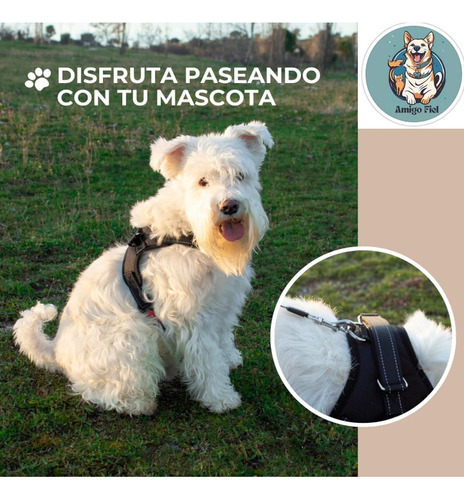 Pretal Arnes Perros Antitirones Broches Y Traba De Seguridad Violeta Xl Liso