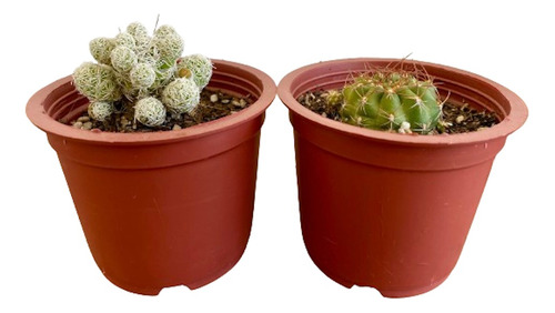 Pack De Cactus: Matucana Polzii Y Mammillaria Gracilis