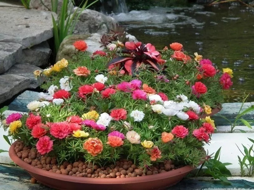 2000 Sementes Da Flor Onze Horas Dobradas E Triplas Sortidas