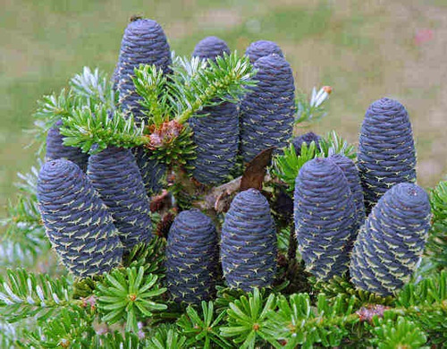 Semillas De Abeto Coreano Abies Koreana Alta Germinacion