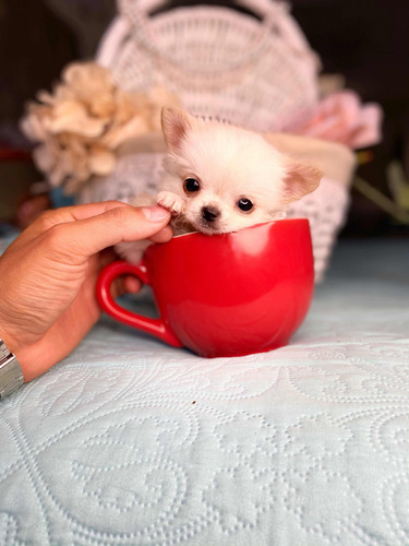 Chihuahua De Bolsillo Pelo Largo