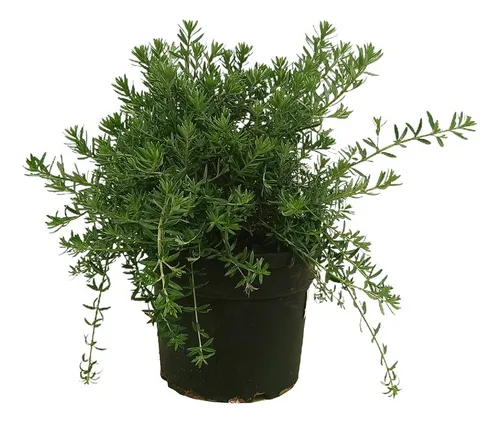 Westringia Fruticosa,  Romerito, Romero Australiano  Plantas
