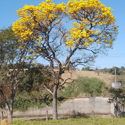 600 Sementes De Ipê Amarelo Cascudo, Do Cerrado, Ou Do Campo