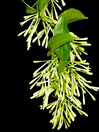 Planta Dama De La Noche