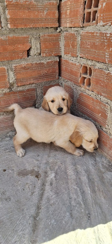 Cachorros Golden Retriver 