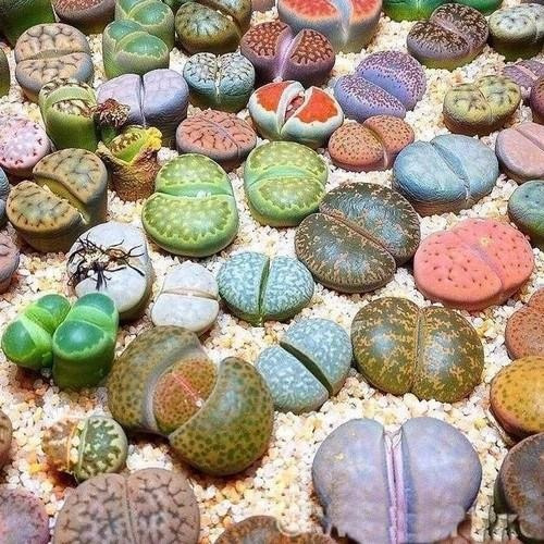 Lithops Pedra Viva Flor Sementes P/ Mudas Cacto Frete Barato