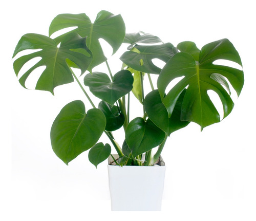 Planta Monstera Deliciosa En Bolsa 40cm