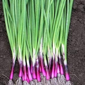 Scallion Red Beard  Bunching Cebolla Tipo - Resilient Gre