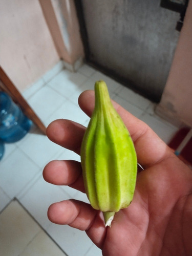 Semillas De Okra O Candia.quimbo.estrella De David..5 Unid