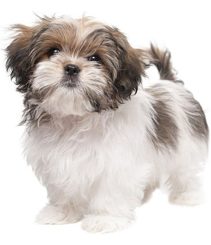 Cachorro Shih Tzu Perrito Shitzu Cachorro