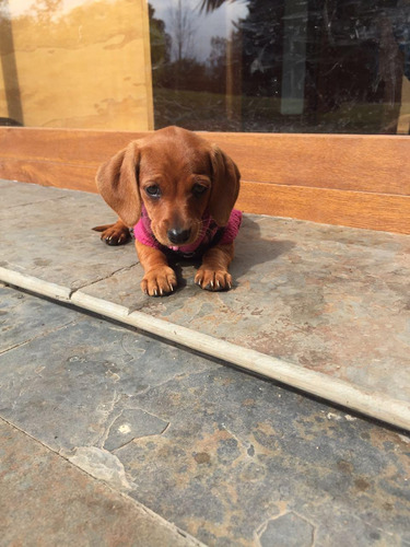 Lindos Perritos Salchicha Dachshund Mini