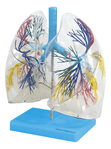 Modelo Anatomia Pulmão Transparente Brônquios Traqueia