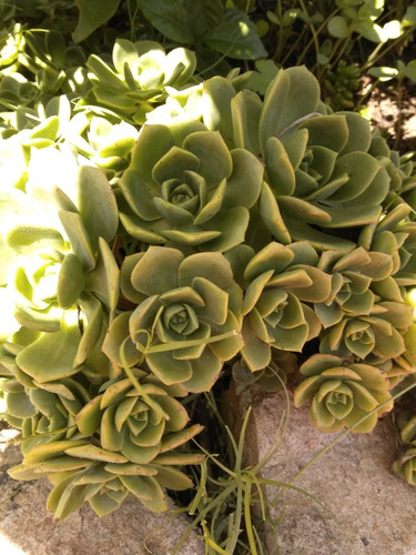 Plantas Tunas Suculentas Grandes