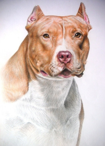 Perro Pitbull - Mascotas - Animales - Lámina 45x30 Cm.