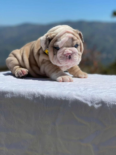 Preciosos Bulldog Inglés Cachorros