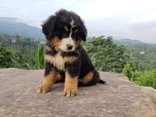 Cachorros Bernes Mascotas Rionegro Medellín