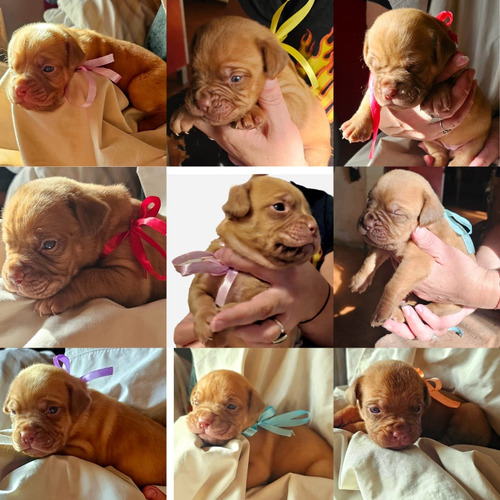 Venta De Cachorros Dogo De Burdeo