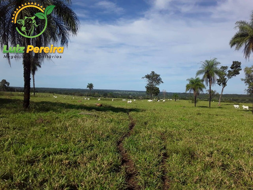 Imagem 7 de 15 de Fazenda Á Venda Em Dois Irmãos - To - 760 Hectares (dupla Aptidão) - 2086
