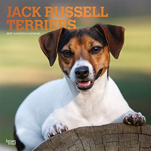 Jack Russell Terriers 2019 12 X 12 Pulgadas De Calendario De