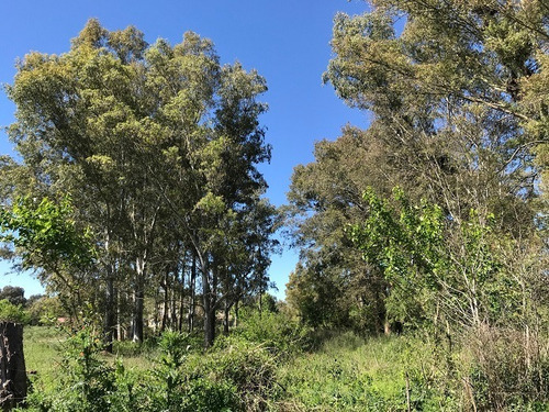 Imagen 4 de 12 de Terreno En Venta En San Antonio De Areco
