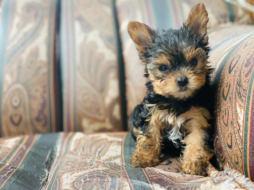 Auténticos Cachorros Yorkshire Terrier, Calidad A-1